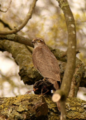 Gisteren kwam deze sperwer langs in onze tuin. Zij ging achter in de tuin zitten in de boom. Ik snel mijn camere gepakt. Toen ik hem op de foto had zag ik dat hij een spreeuw in haar klauwen had. Ik ben blij met deze foto.