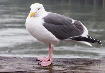 Deze meeuw zat in de wind op de kade vlakbij Pier 39 bij de bekende baai van San Fransisco