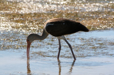 Om bij het prachtige schelpenstrand van Marco Island te komen, moesten we door het water waadden. De temperatuur was beter dan in Nederland met je lieslaarzen in de polder! Deze juvenile was vrij goed benaderbaar. Dus met de schoenen in de hand even door de knietjes en hij/zij stond er op.

Canon Eos 30D
F/11
1/500 sec.
ISO-200
300 mm
uit de hand
niet bewerkt