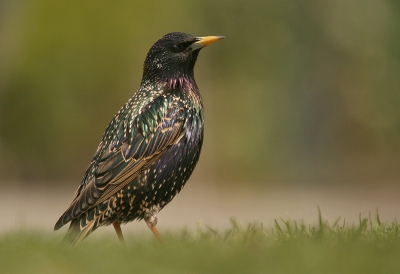 Deze spreeuw was rustig aan het foerageren in een woonwijk in de buurt. Ik kon hem goed benaderen. Ik vind hem zelf wel mooi door die al die kleuren van die spreeuw die weer terugkomen in de achtergrond. 
Canon 400d+Sigma 50-500 APO DG EX HSM