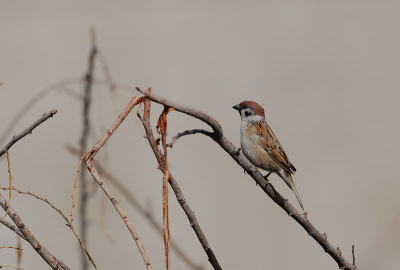Vandaag in de tuin mijn nieuwe lens uitgeprobeerd, bevalt prima!