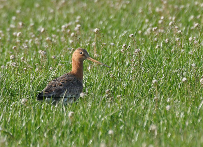 een grutto in het gras op zoek naar voedsel.