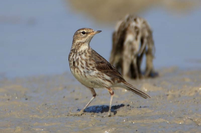 This bird with very worn plumage was feeding in a flooded paddyfield.