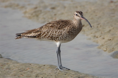 This Whimbrel was feeding near the shore promenade of Sancti Petri.