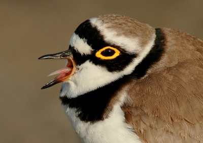 Vlak langs de weg en totaal niet schuw. Moe na een drukke dag van eten en paren.
iso 400 f10 1/500 +1/3st 700mm