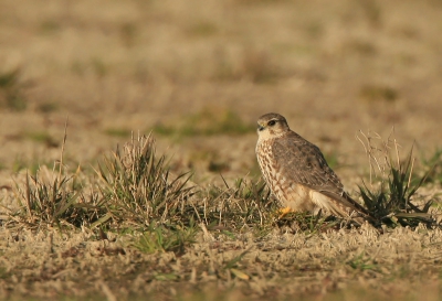 Een aangenamen verassing. Dit vrouwtje smelleken maakte even een tussenstop in Berkel. Voor het eerst heb ik de soort goed kunnen bekijken en fotograferen. al was het nog een redelijke afstand.