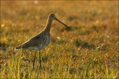 Deze Grutto heb ik gisteren langs de Bantpolder an het Lauwersmeer gefotografeerd.

40D - Sigma 500/4.5 EX HSM + Kenko 1.4x TC 


www.naturfoto-erras.de
