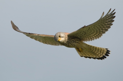 Deze week ook weer eens naar mijn torenvalkje geweest, dit keer bleef hij lekker dichtbij de auto hangen en kon ik deze foto maken.....

ISO400 - 500mm - f/5.6 - 1/2000 Sec.