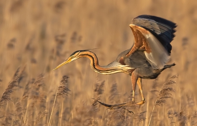 Hier een purperreiger van mijn kant, wat zijn het toch prachtige beesten.....

ISO800 - 500mm - f/6.3 - 1/500 Sec.
