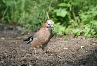 Handig zo'n ruiterpad: paardehaar genoeg voor het nest!