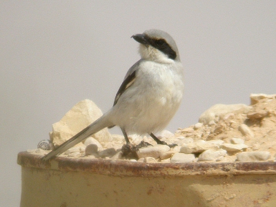 Geplaatst als 'aanvulling' op de Steppeklapekster uit Iran van Albert. Deze vogel lijkt op aucheri (zwart op voorhoofd, relatief donkere grijze bovenzijde) maar de onderzijde is erg licht. Dat en het vele wit in de duimvleugel doen aan elegans denken. Nizzana ligt in verspr. geb. van deze laatste.
