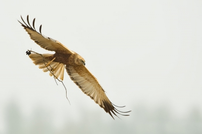 Vroeg uit de veren geweest vandaag, maar jammer genoeg nog geen lekker zonlicht wel deze kiek nog op de foto gezet volgende keer eens met een mooi warm zonnetje proberen....

ISO400 - 500mm - f/5.6 - 1/800 Sec.