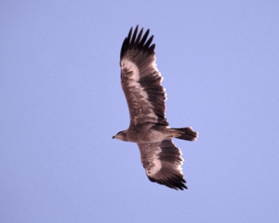 Juveniel op doortrek (zelfde als hiervoor). Canon T90, 300/2:8 & 2x convertor. scan van dia, crop, unsharp mask, histogram bijgewerkt. Vol de zon tegen