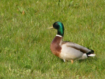 misschien een iets te alledaags beeld?

p.s. ik heb niets aan de foto veranderd