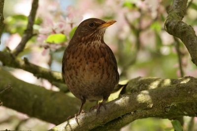 Toen ik de bijen in een bloesemboom aan het fotograferen was kwam dit vrouwtje toekijken, half verscholen onder de takken.