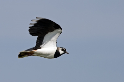 Deze bleef rondjes om mij heen vliegen.
Dit omdat vlak naast mij in het gras 2 jongen zaten, dit zag ik later.
Ben toen maar snel weg gegaan om het familie geluk niet te veel te verstoren.