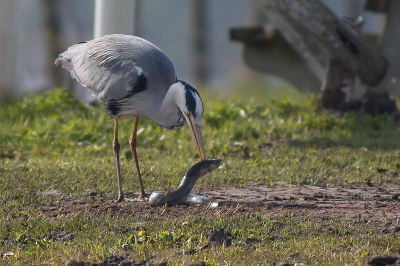 Deze kwam ik in de haven tegen.