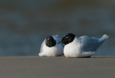 Waarschijnlijk wat vermoeid na een lange reis waren deze meeuwtjes goed te benaderen.
iso 400 f8 1/1250 -2/3stop 700mm liggend vanaf rugzak