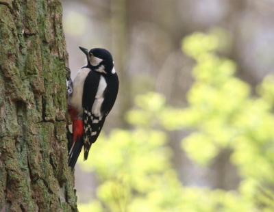 Ik zie ze vaak in de tuin maar kan er dan niet zo dichtbij komen als nu in het bos. 
Genomen op 320mm.