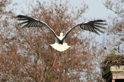 Dit is dezelfde vogel als die in de 'standaard' houding, echter nadat hij was opgeschrikt door een opvliegende wilde eend in een sloot vlakbij hem. Er is wel het e.e.a. mis met deze plaat, maar de zwarte lijnen door de positie van de vleugels spraken me wel aan.

Canon 20D 75-300
1/400
F7.1
255 mm
ISO 100