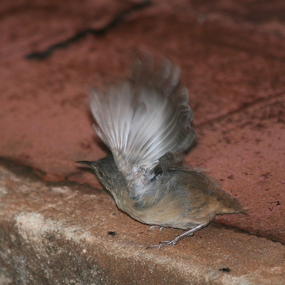 Ons hotel lag in het groene buitengebied van Puerto Iguaz. De bijbehorende tuin was dan ook een goede plek om vogels te ontdekken. Dit huiswinterkoninkje werd net op het moment van wegvliegen gespot.