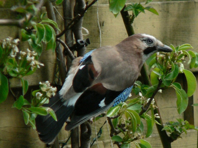 Deze Gaai had het in onze tuin voorzien op een touwtje dat afhing van de leipeer (een touwtje dat overigens op deze foto m.i. wel enigszins stoort). Regelmatig voerde hij een felle aanval uit, waarvoor hij ook duikvluchten maakte, zie http://www.birdpix.nl/album_page.php?pic_id=131356. Helaas mist het zwart op de vleugels doortekening...