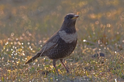 Er zijn er meer die deze vogel tegenkwamen. Hier zorgde het tegenlicht voor een feestelijke verlichting.
En een feest was het.