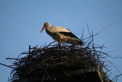 Ooievaar die nest heeft gebouwd op de schoorsteen van het Koetshuis van Havezathe Mensinge te Roden