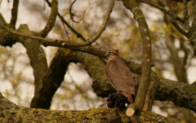 2 weken terug kwam deze sperwer langs in onze tuin. Zij ging achter in de tuin zitten in de boom. Ik snel mijn camera gepakt. Toen ik hem op de foto had zag ik dat hij een spreeuw in haar klauwen had. Ik ben blij met deze foto. deze opniew bewerkt. canon EOS 400D cosina 100-400mm