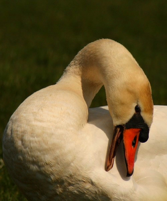 hier nog een knobbelzwaan van een tijdje terug. canon eos 400D + cosina 100-400mm