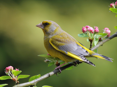 600 mm mf, F/8, 1/250, ISO 450
