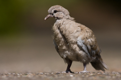 deze net uitgevlogen tortel lukte het niet om door de heg te komen en viel naar beneden. daar liep hij de weg op waar ik eerst een aantal foto's heb gemaakt en hem daarna veilig mijn tuin in heb begeleid
nu zit hij daar samen met zijn broertje/zusje. paps en mams komen alleen kijken. is dit normaal? ze voeren ze niet