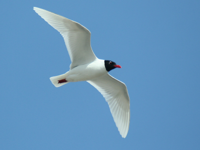 Vandaag weer flink genoten van Zwartkopmeeuwen, ook weer diverse Nederlandse en Belgse ringen afgelezen. Het blijven gave vogels!!