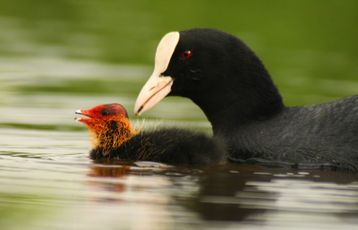 Vandaag veel foto's gemaakt met hendrik-jan in de polder van bleskensgraaf. Hier een meerkoet met jongen. Het was een leuk gezicht. Canon EOS 400D +cocina 100-400mm