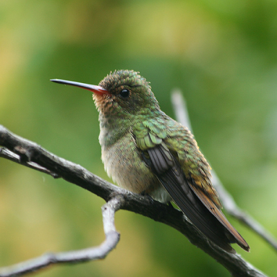 Ons hotel in Foz do Iguacu lag in het groene buitengebied van het stadje, en er waren veel vogels in de riante tuin te horen. Helaas was het regenachtig weer met slecht licht, zodat goed fotograferen nauwelijks mogelijk was. Toch nog aan het einde van de dag deze jonge(?) kolibri van heel dichtbij op de foto kunnen zetten (bij 1/20 s).