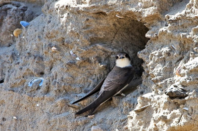 Deze keer eens een vogel die je niet zo gauw zit op Birdpix. Moeilijke te fotograferen omdat ze bijna niet stil zitten. Waar zou de naam Oeverzwaluw vandaan komen.