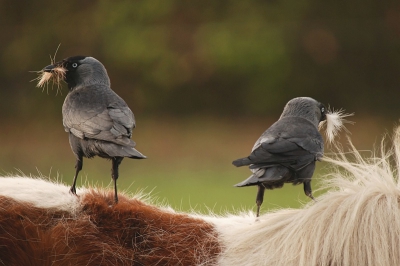 kauwtjes weten vast heel goed dat ponyhaar de eitjes lekker warm houdt