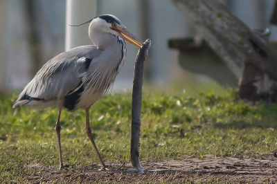 De tweede uit de serie.
Blauwe reiger eet super paling.
