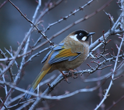 Terugkomend van Na, richting Beding, in Nepal troffen we deze prachtige Black-faced Laughingthrush aan op 4.000 meter hoogte, midden in de winter in de Himalaya. Het liep al tegen de avond in het steenkoude, verlaten dal in de schaduw. Een adembenemend moment. Jammer genoeg net een tak voor z'n staartpunt.
40D, 100-400mm, 1/60, f5,6, iso 800