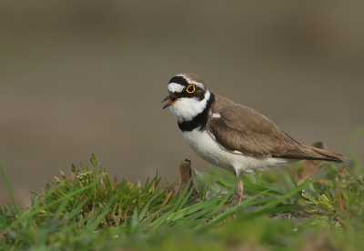 Dit pleviertje wilde nog wel een keertje poseren voor een goed meewerkende achtergrond.
iso400 f6.3 1/1000 -2/3stop 700mm vanuit de auto