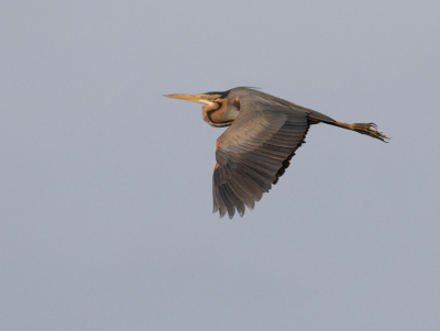 Ook maar eens een purper gefotografeerd. Temidden tussen alle toeters en driepoten voelde ik me een beetje een vreemde eend in de bijt. Maar warempel, heb toch een handvol leuke foto's kunnen maken ondanks de grote afstand tot deze vogels.   Nikon D300  300 AFS met 1.7 converter uit de hand. 45 procent van het origineel. f.8 ISO 640 1/2000 -0,7 LW.