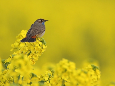 Aan de rand van een koolzaadveld staan is al een ervaring op zich (heerlijk die geur!). Als er dan ook nog blauwborsten voor je neus rondfladderen is de beleving helemaal compleet. Whos afraid of red, yellow and blue

(De foto komt naar mijn smaak het beste tot zn recht als je op de foto dubbelklikt voor een donkere achtergrond)