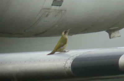 In het kader van 'wat is natuur nog in dit land', hier een Groene specht op een vleugel van een Fokker 100, op vliegbasis Woensdrecht.