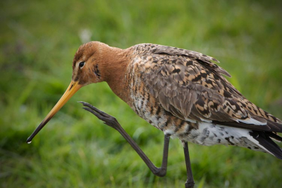 Full frame foto vanuit de auto. Van uit de hand gefotografeerd en niet gecropt. Gemaakt met een eos20D en een 500mm + 1,4 extender. De grutto zat in het weiland op zo'n 5 meter afstand naast het weggetje. Hij wilde zich net gaan poetsen.