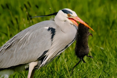 Zag hem langs de weg staan, hij had moeite met ze maaltijd dus genoeg tijd om een paar fotos te schieten uit het raam van de auto:)