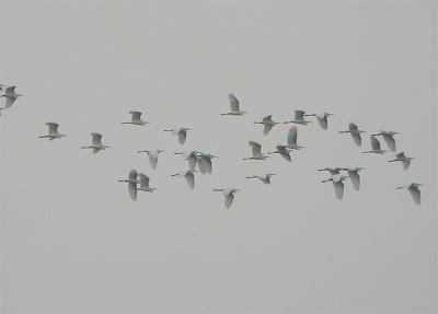 Total flock of 60 little egrets arriving on Cyprus coming from Turkey