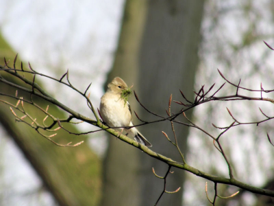 Mevrouw vink is bezig met de inrichting van het nieuwe huis.