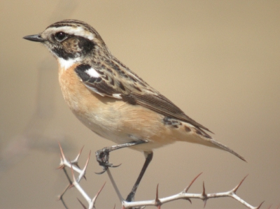 Common migrating species on Cyprus