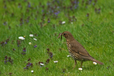 Vanmiddag heb ik een poosje in het gras gezeten naast de sloot, hoofdzakelijk kijkend naar de jonge eendjes en meerkoeten, maar toen kwam deze lijster voorbij. Ik vond het een mooi gezicht, zo met de worm en de voorjaarsbloemen - vandaar dat ik er ook vrij veel omgeving omheen heb gelaten.