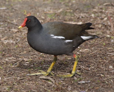 Deze waterhoen bleef even stilstaan... toch een vreemde vogel met zijn geel/groene snavel en lange lichtgroene poten!!